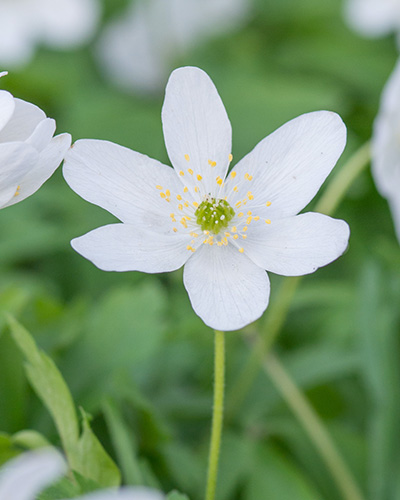 Anemone nemorosa.jpg